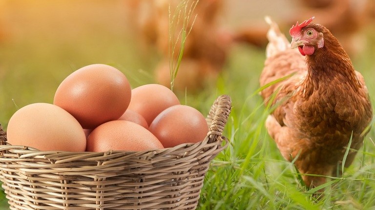 Bộ Y tế: Tăng cường các biện pháp phòng chống nguy cơ nhiễm cúm gia cầm có thể lây sang người