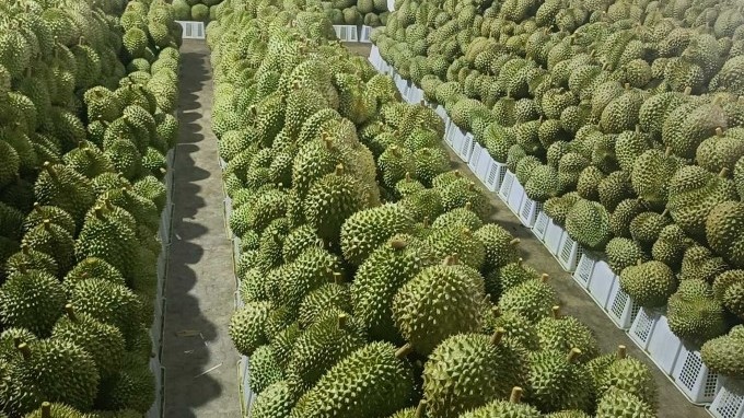 Kỳ vọng sự đột phá từ trái sầu riêng