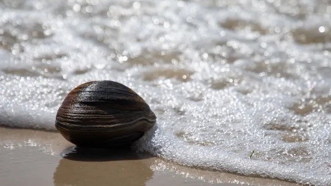 Mỹ: Bắt được ngao khổng lồ, khoảng 214 năm tuổi