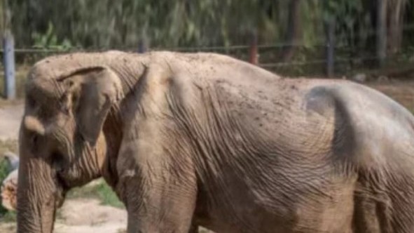 Thái Lan: Chú voi 71 tuổi vẹo cột sống sau 25 phục vụ khách trong ngành du lịch