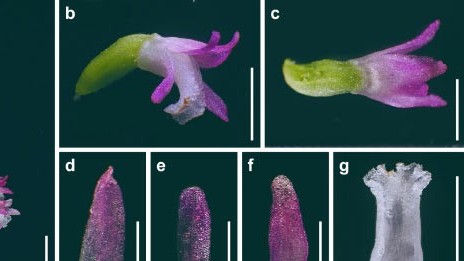 Nhật Bản phát hiện loài hoa phong lan mới chưa từng biết đến