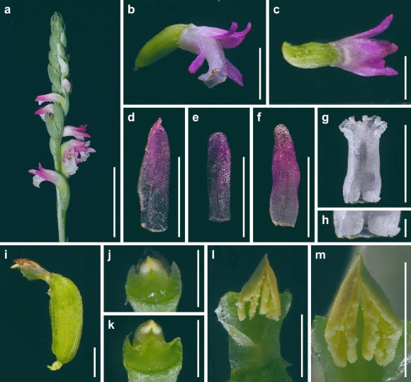 Nhật Bản phát hiện loài hoa phong lan mới chưa từng biết đến