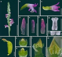 Nhật Bản phát hiện loài hoa phong lan mới chưa từng biết đến