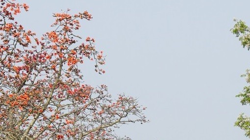 Dự báo thời tiết đêm nay và ngày mai (24-25/3): Gió Đông Bắc mạnh dần, Hà Nội chuyển mát, đêm và sáng mưa rào rải rác; phía Nam ngày nắng