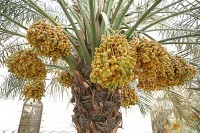 Chà là - công dụng ít biết về loại quả được ưa chuộng trong tháng Ramadan