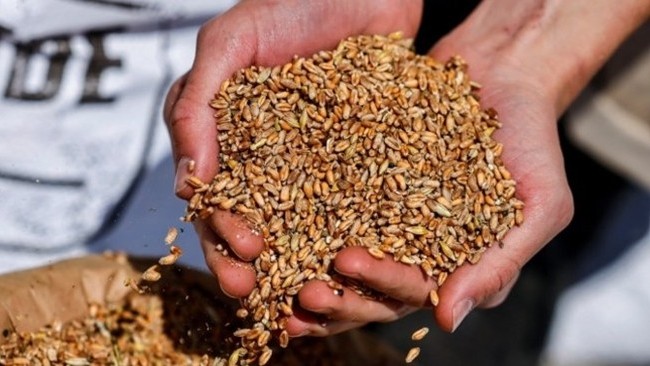 Ukraine dự kiến thu hoạch được 45 triệu tấn ngũ cốc và các loại đậu