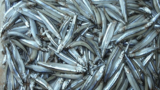 Cá cơm - không chỉ là món ngon mà còn là kho thuốc quý