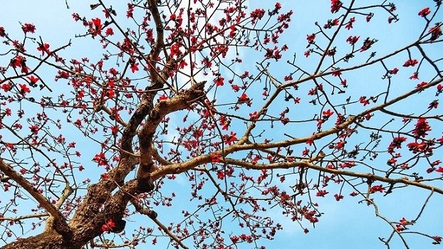 Cây gạo cổ thụ ở Thái Bình trổ bông rực rỡ mỗi dịp tháng 3 về