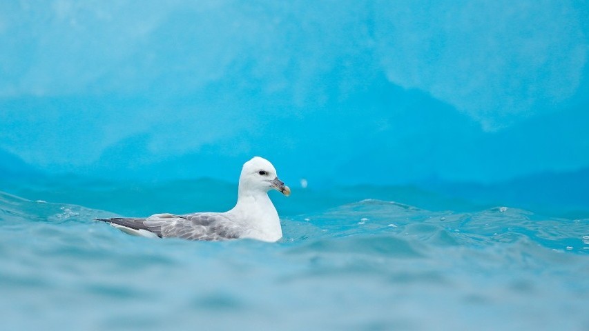 Nghiên cứu: Hạt vi nhựa phá hủy trạng thái cân bằng vi khuẩn đường ruột động vật