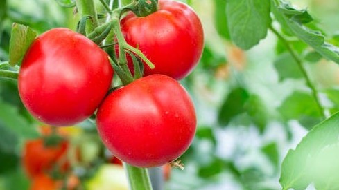 Nghiên cứu mới: Thực vật bị căng thẳng có thể phát ra những tiếng kêu ở tần số siêu âm