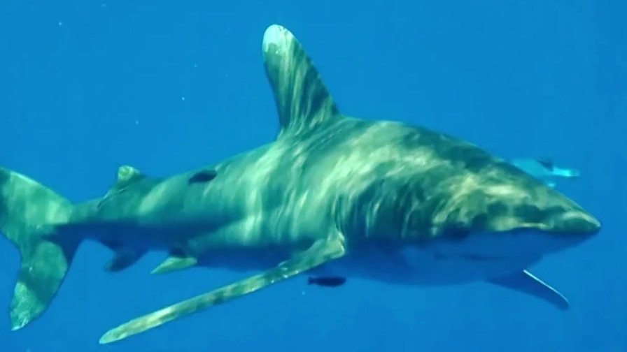 Cuba: Thiếu niên 17 tuổi được cứu sống sau khi bị cá mập tấn công