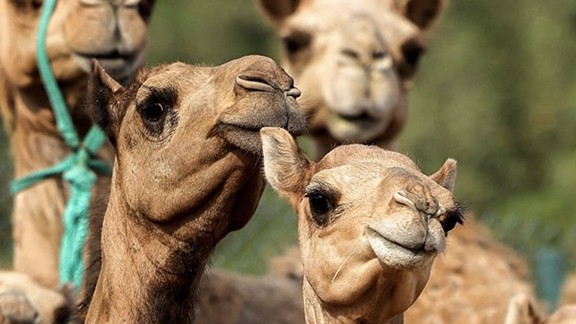 Nhân bản lạc đà: Nghề 'hot' tại Trung Đông