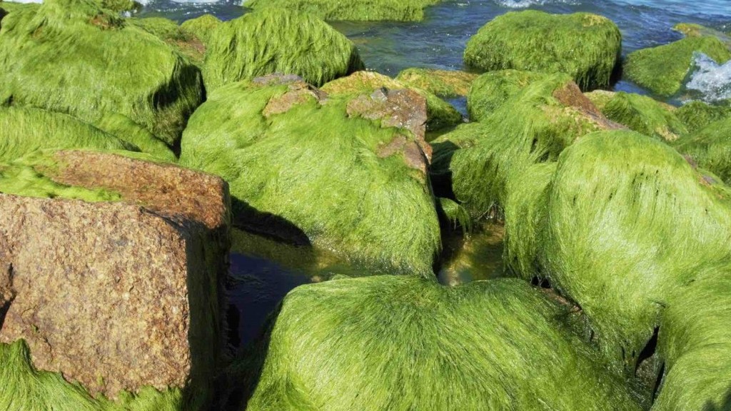 Check in bãi đá rêu biển Nhơn Hải, điểm tham quan nổi tiếng ở Quy Nhơn dịp 30/4