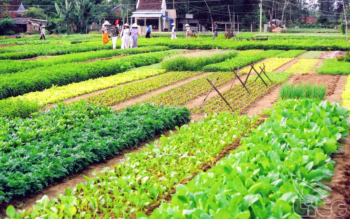 Hội An: Những điểm đến không thể bỏ qua