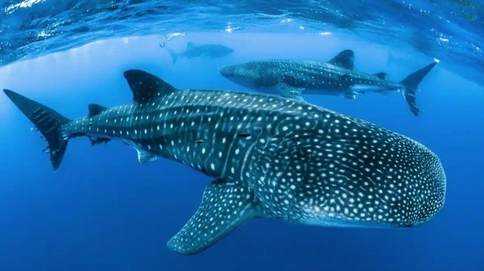 Nghiên cứu mới: Loài cá lớn nhất hành tinh thể nhìn rõ trong bóng tối