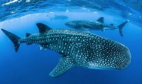 Nghiên cứu mới: Loài cá lớn nhất hành tinh thể nhìn rõ trong bóng tối