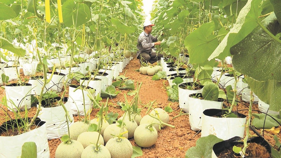 Trồng dưa theo công nghệ cao ở Đồng Xoài.