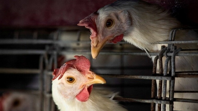 WHO: Trường hợp đầu tiên trên thế giới tử vong vì cúm gia cầm H3N8