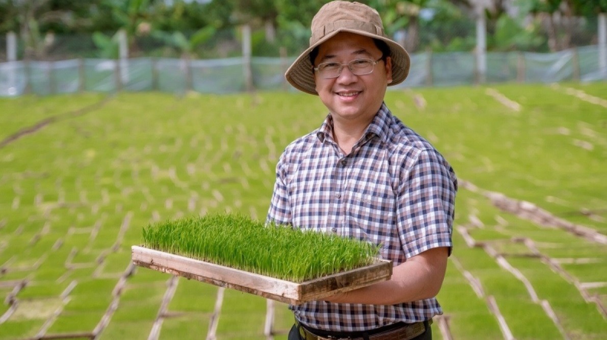 Lúa hữu cơ Quảng Trị lần đầu 'đặt chân' đến châu Âu