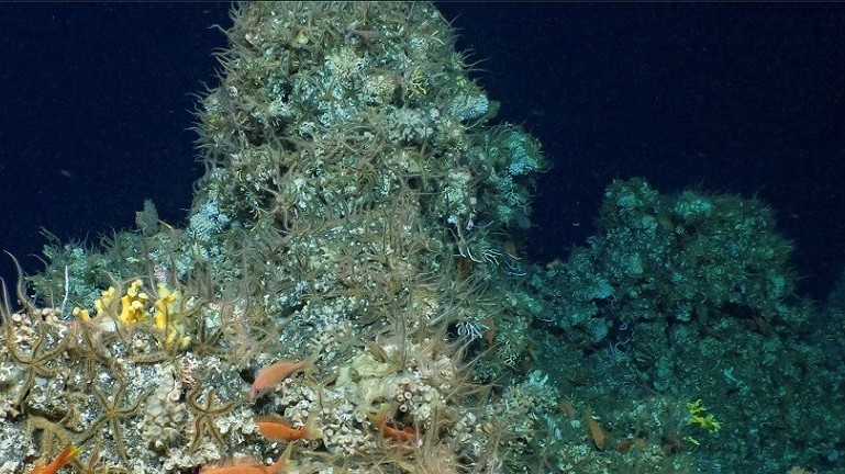 Ecuador phát hiện rạn san hô hoàn toàn nguyên sơ hàng nghìn năm tuổi, chưa từng biết đến