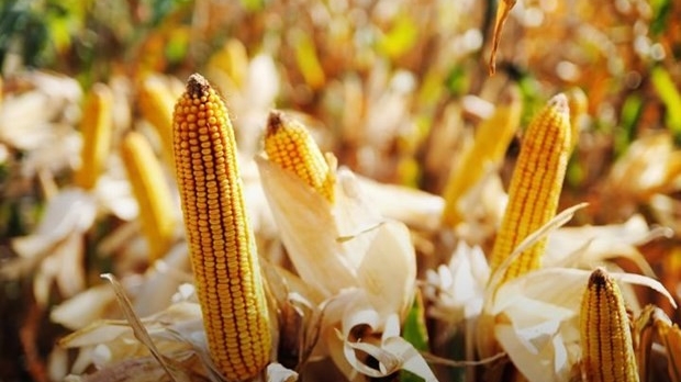 Hai nước lên tiếng hối thúc EU 'mạnh tay' với hàng nhập khẩu từ Ukraine