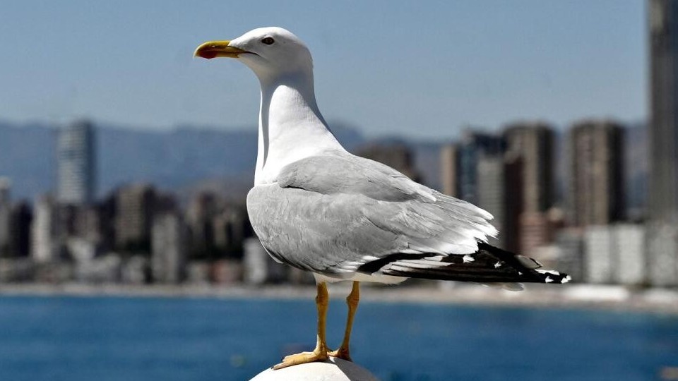 Bỉ: Độc đáo cuộc thi phạm vi toàn châu Âu giả tiếng kêu chim mòng biển