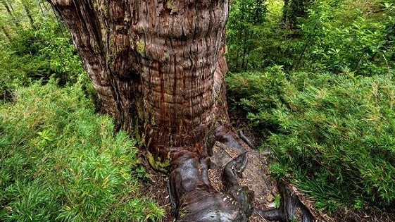 Chile: Điều ít biết về cây đại thụ hơn 5.000 năm tuổi được bảo vệ nghiêm ngặt