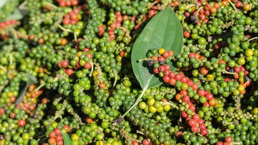 Giá tiêu hôm nay 13/5/2023, thị trường điều chỉnh sau chuỗi ngày ‘tăng nóng’, nhận định kém khả quan