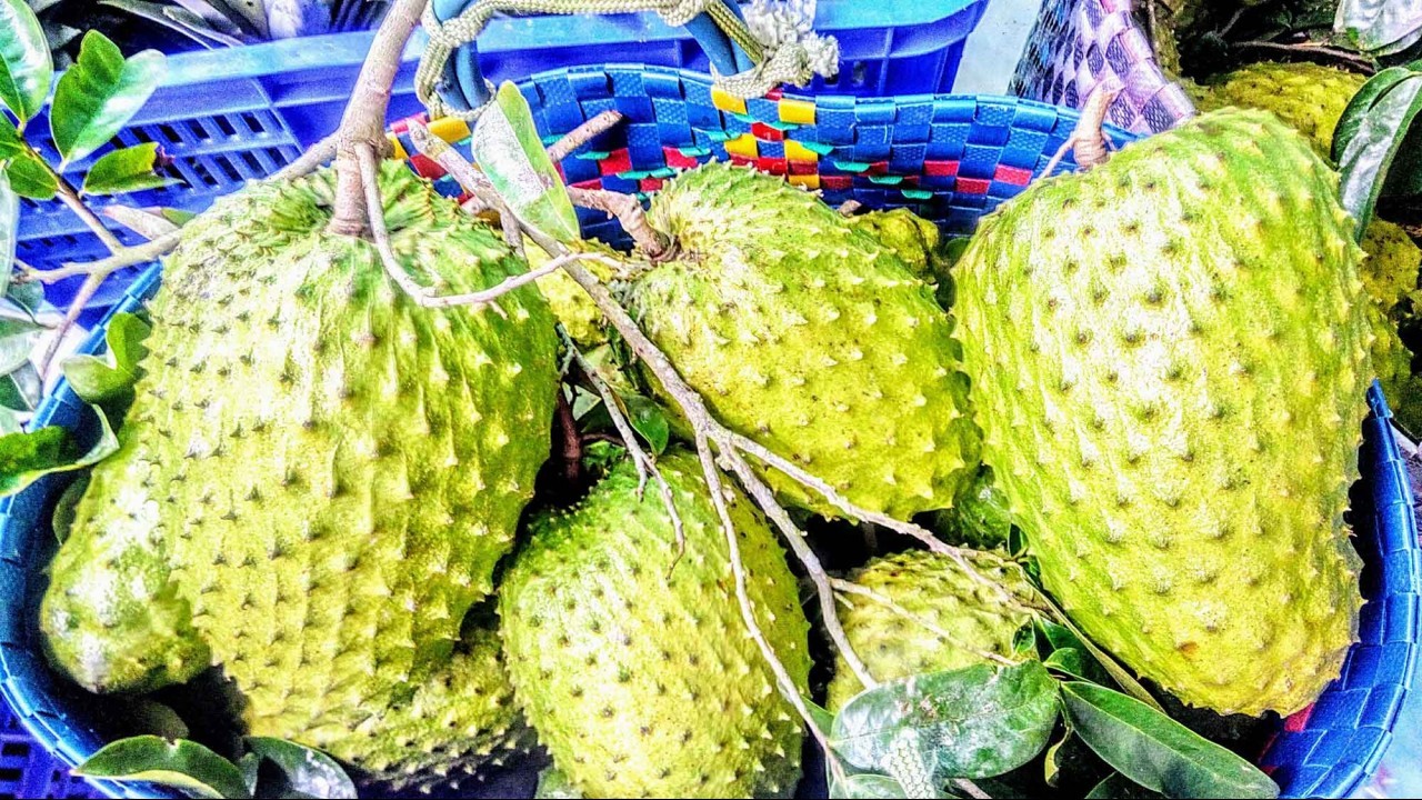 Huyện Phụng Hiệp: Khởi xướng nhiều mô hình hay, sẵn sàng đón bắt cơ hội lớn