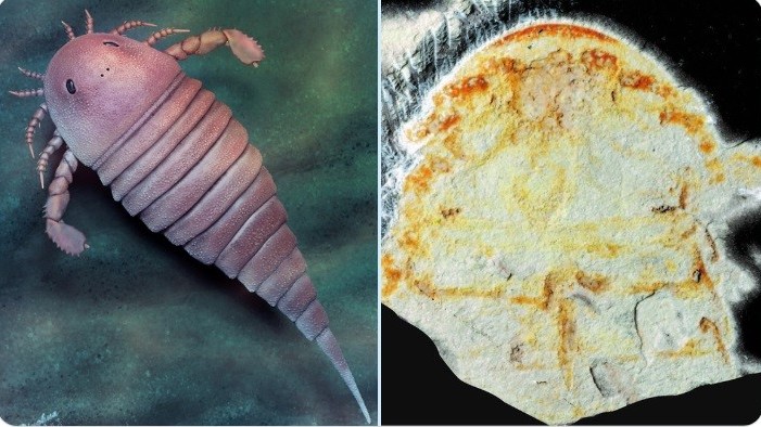 Trung Quốc tìm thấy hóa thạch bọ cạp biển hung dữ 450 triệu năm tuổi