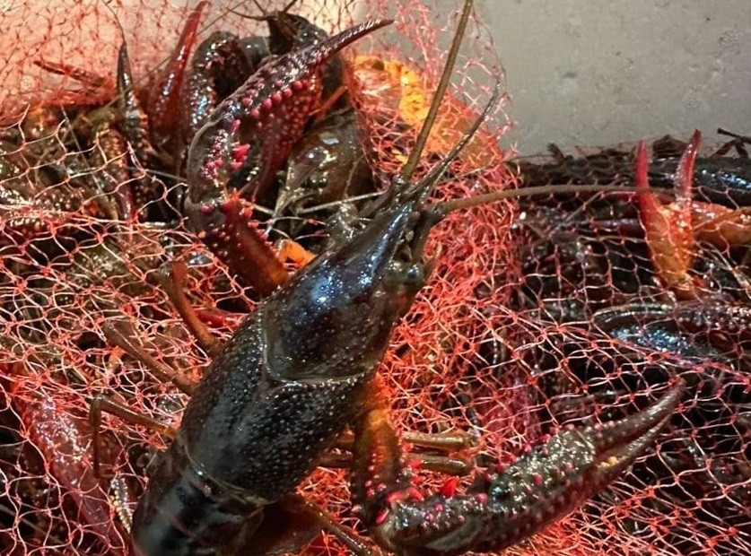 Xuất khẩu ngày 12-14/5: Xuất khẩu ngày 12-14/5: Một loại tôm nguy hiểm được rao bán công khai dù bị cấm nhập khẩu; xuất khẩu gốm sứ mỹ nghệ tăng nhẹ