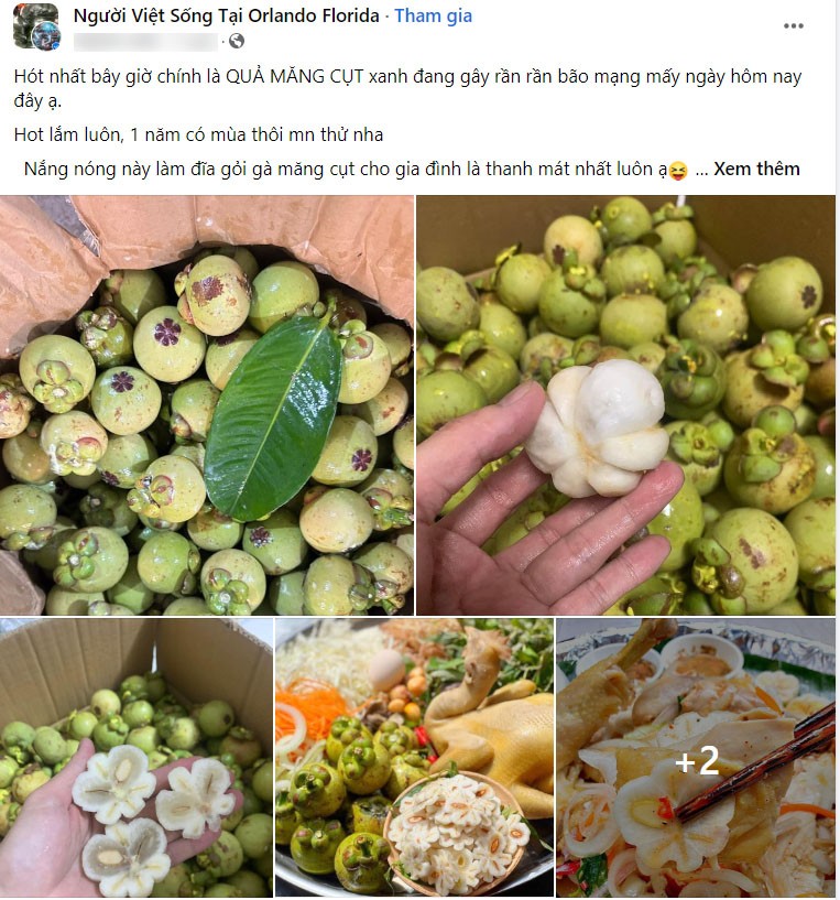 Không chỉ hot trong nước, Măng cụt xanh Việt Nam đi máy bay sang Mỹ, giá gần 3 triệu đồng/kg Không chỉ hot trong nước, Măng cụt xanh Việt Nam đi máy bay sang Mỹ, giá gần 3 triệu đồng/kg