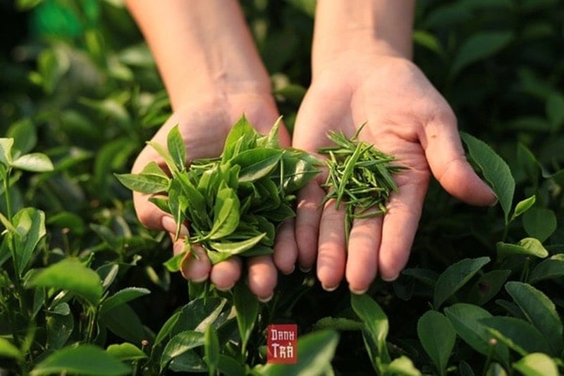 Danh Trà: Tiếp nối truyền thống gia đình ‘nhà 4 đời’ làm trà Thái Nguyên