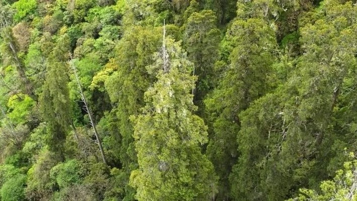 Cây cao nhất châu Á có chiều dài 102,3m tại khu tự trị Tây Tạng, Trung Quốc