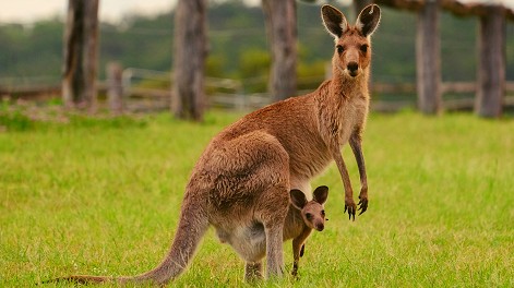 'Ngoại giao chuột túi' gắn kết Đối tác chiến lược Việt Nam-Australia