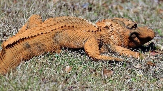 Bất ngờ trước nguyên nhân khiến da cá sấu chuyển màu vàng cam