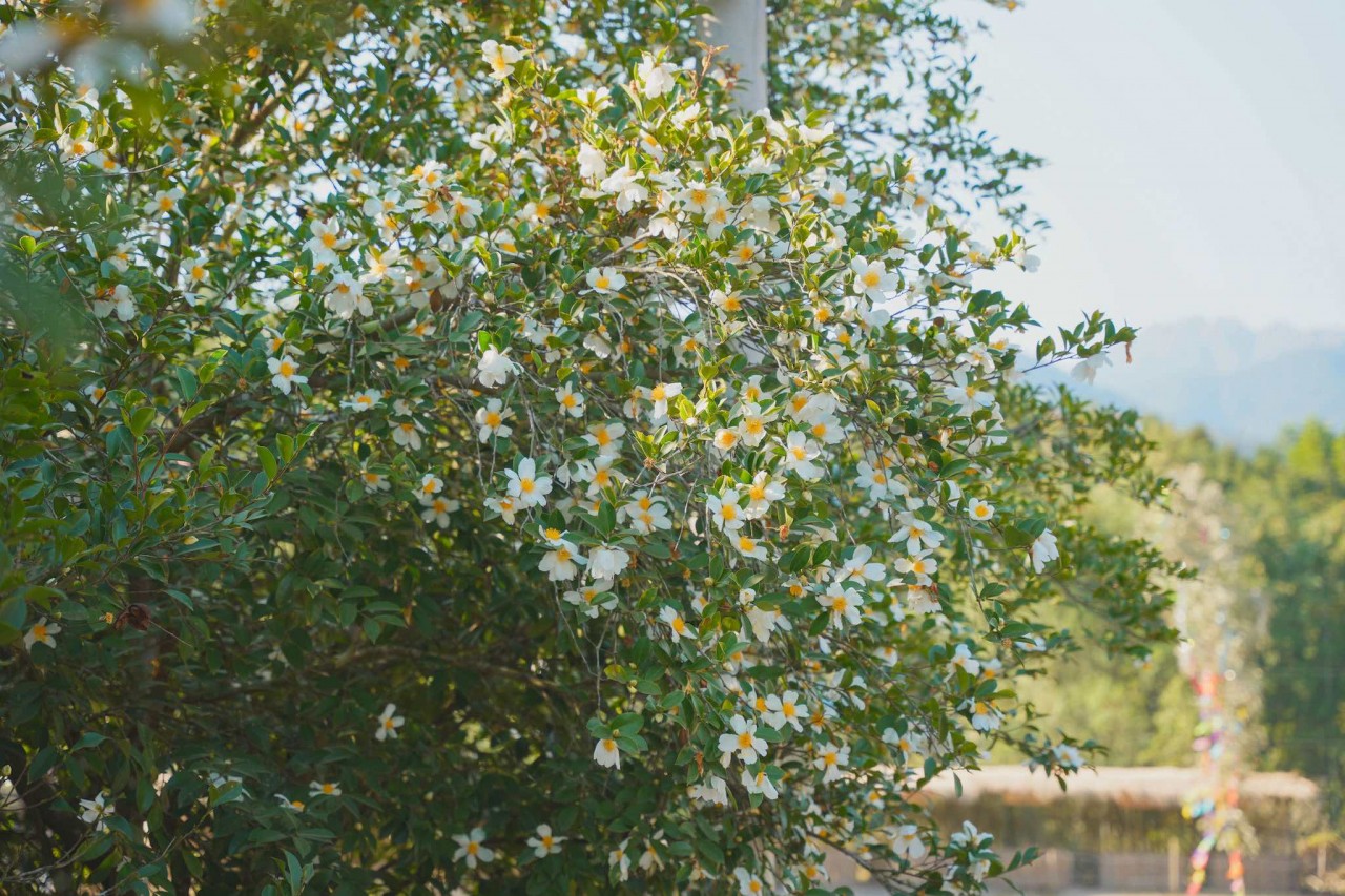 Bình Liêu: Vùng đất được thiên nhiên ưu ái Bình Liêu: Vùng đất được thiên nhiên ưu ái