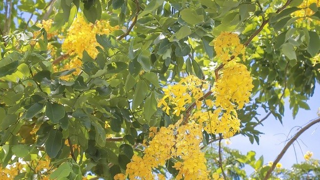 Dự báo thời tiết đêm nay và ngày mai (9-10/6): Hà Nội đêm không mưa, ngày nắng; Bắc Bộ, Trung Bộ có nắng nóng; phía Nam chiều, tối mưa vừa mưa to