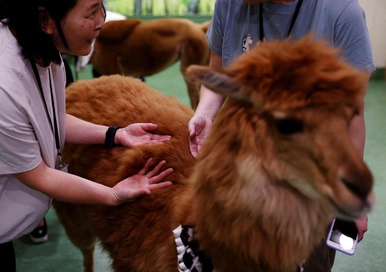 Bên trong vườn thú lạc đà alpaca ở Tokyo