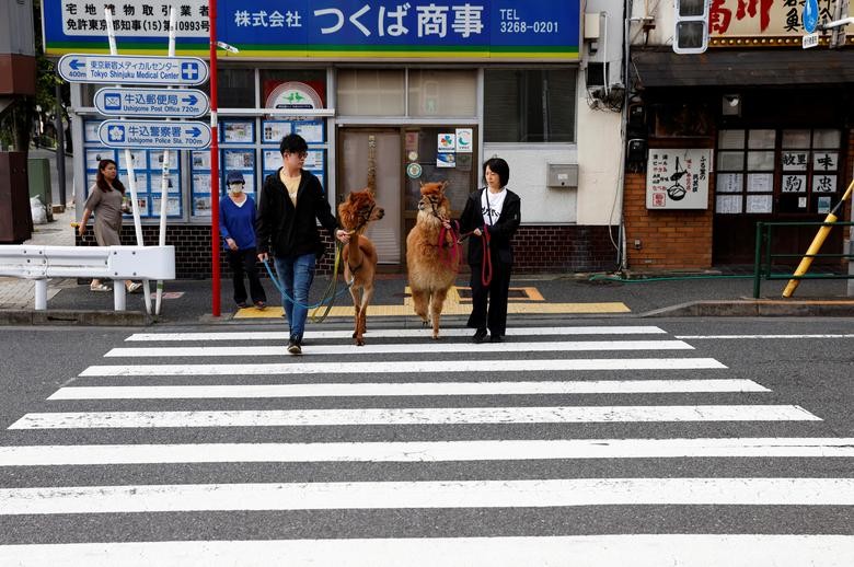 Bên trong vườn thú lạc đà alpaca ở Tokyo