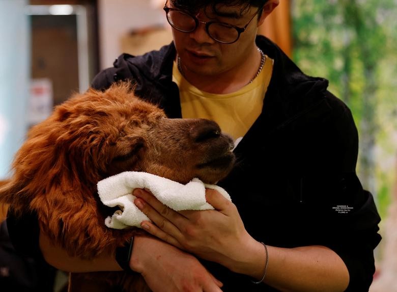 Bên trong vườn thú lạc đà alpaca ở Tokyo