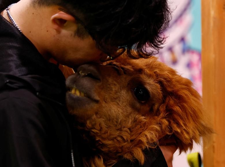 Bên trong vườn thú lạc đà alpaca ở Tokyo