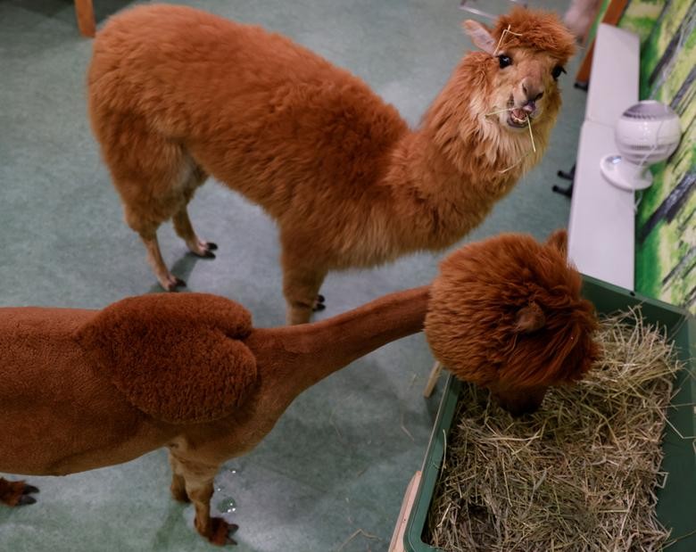 Bên trong vườn thú lạc đà alpaca ở Tokyo