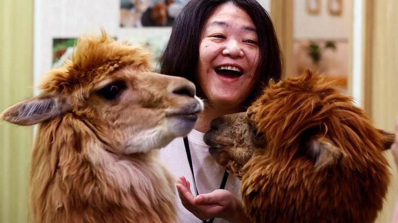 Đến Tokyo, không thể không ghé 'vườn thú' lạc đà Alpaca