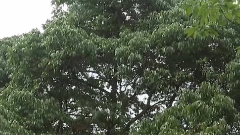 Trung Quốc: Cây vải cổ thụ 1.500 năm tuổi bất ngờ kết trái sau 11 năm