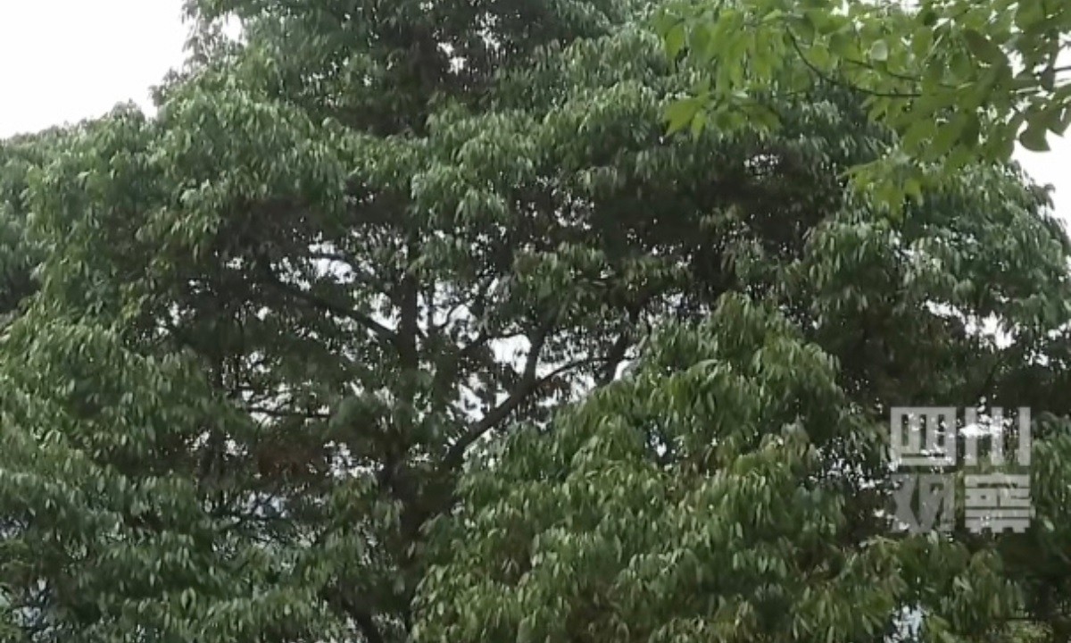 Trung Quốc: Cây vải cổ thụ 1.500 năm tuổi bất ngờ kết trái sau 11 năm Trung Quốc: Cây vải cổ thụ 1.500 năm tuổi bất ngờ kết trái sau 11 năm