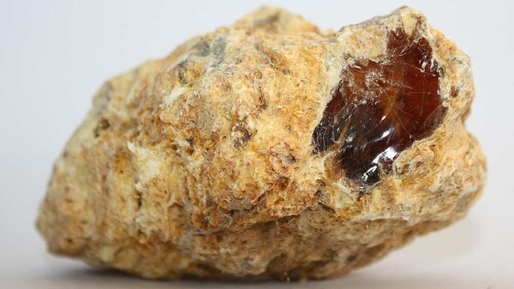 Tây Ban Nha: Nhà khoa học tìm thấy khối long diên hương trong ruột con cá nhà táng đã chết