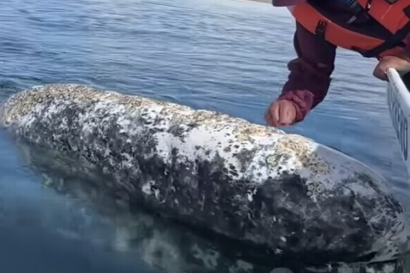 Mexico: Cá voi xám khổng lồ 'nhờ' du khách trên mạn thuyền... bắt rận