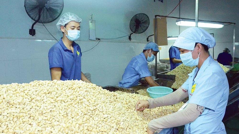 Lô hàng của doanh nghiệp ngành điều Việt Nam có nguy cơ mất trắng khi xuất sang thị trường UAE, Hiệp hội ra cảnh báo khẩn