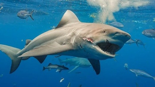 Mỹ: Phát hiện cá mập có hành vi lạ, nghi do ăn phải cocaine